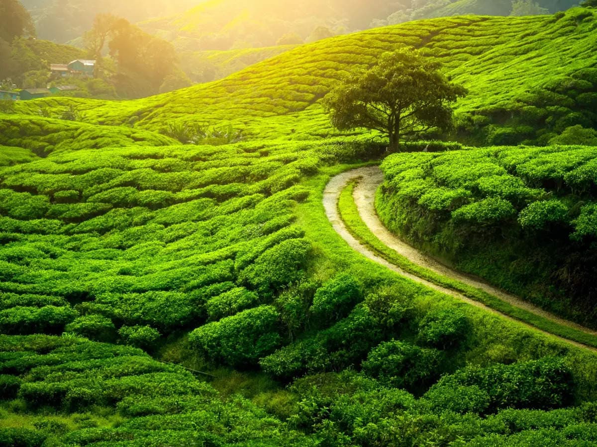 Beauty of North East India